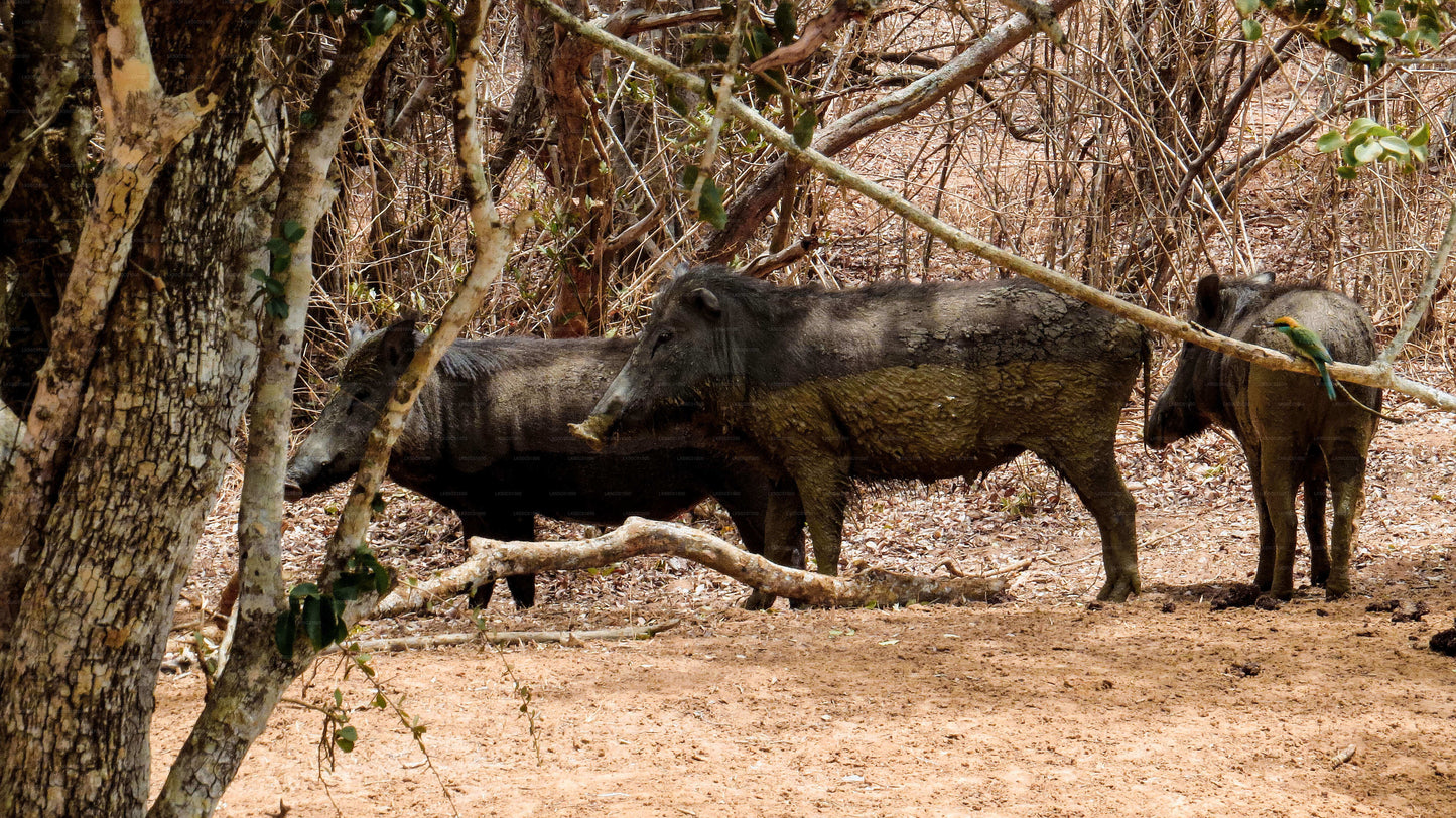 Safari privé au parc national de Yala avec un naturaliste
