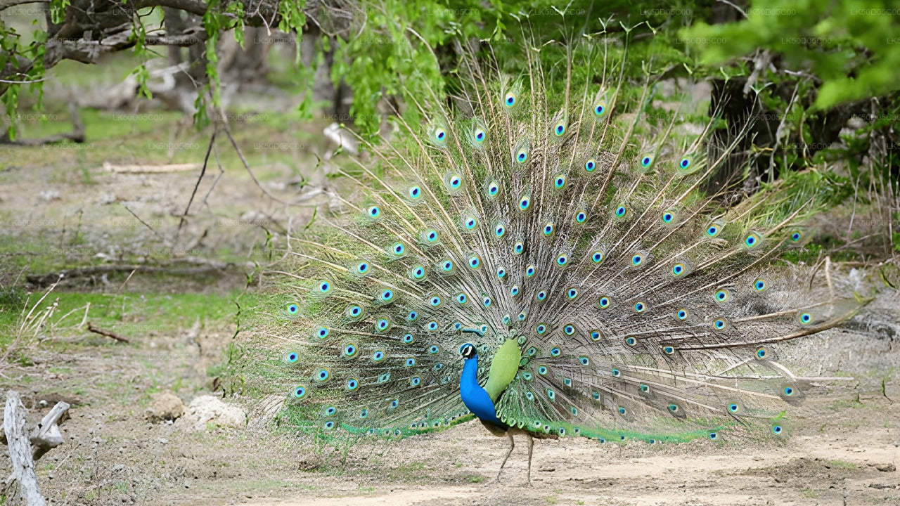 Safari privé au parc national de Kaudulla au départ de Sigiriya