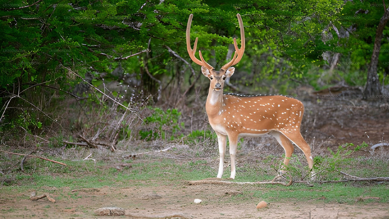 Safari privé au parc national de Kaudulla au départ de Sigiriya
