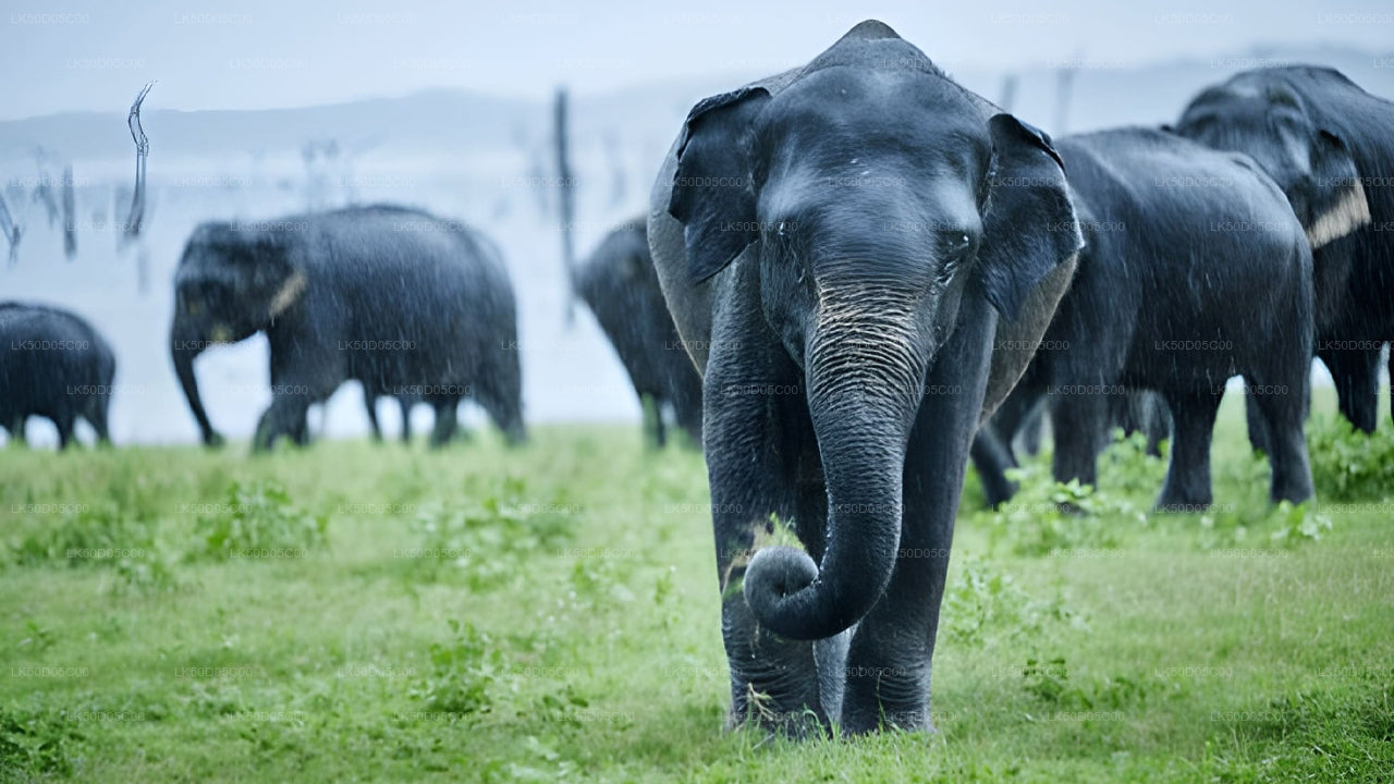 Safari privé au parc national de Kaudulla au départ de Sigiriya