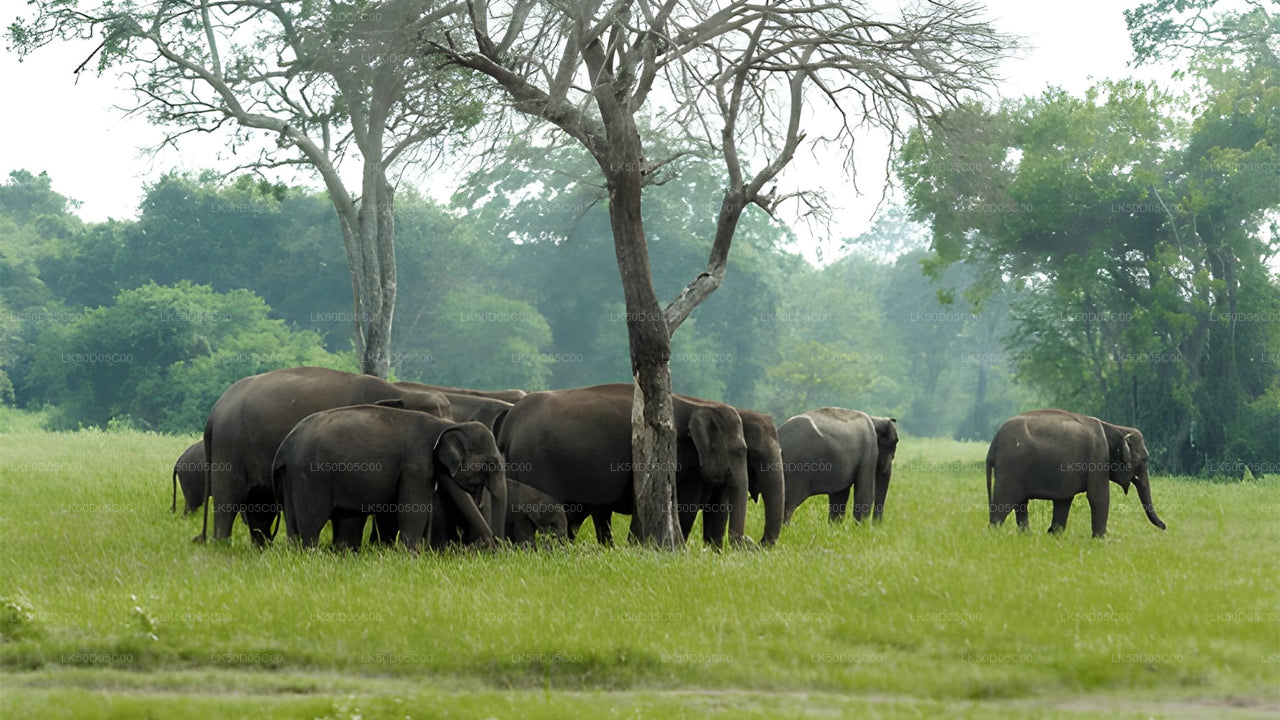 Safari privé au parc national de Kaudulla au départ de Sigiriya