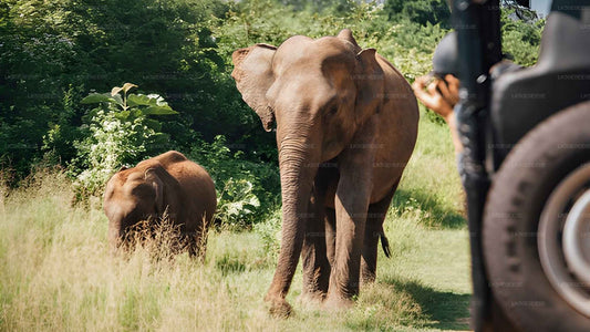 Safari privé dans le parc écologique Hurulu