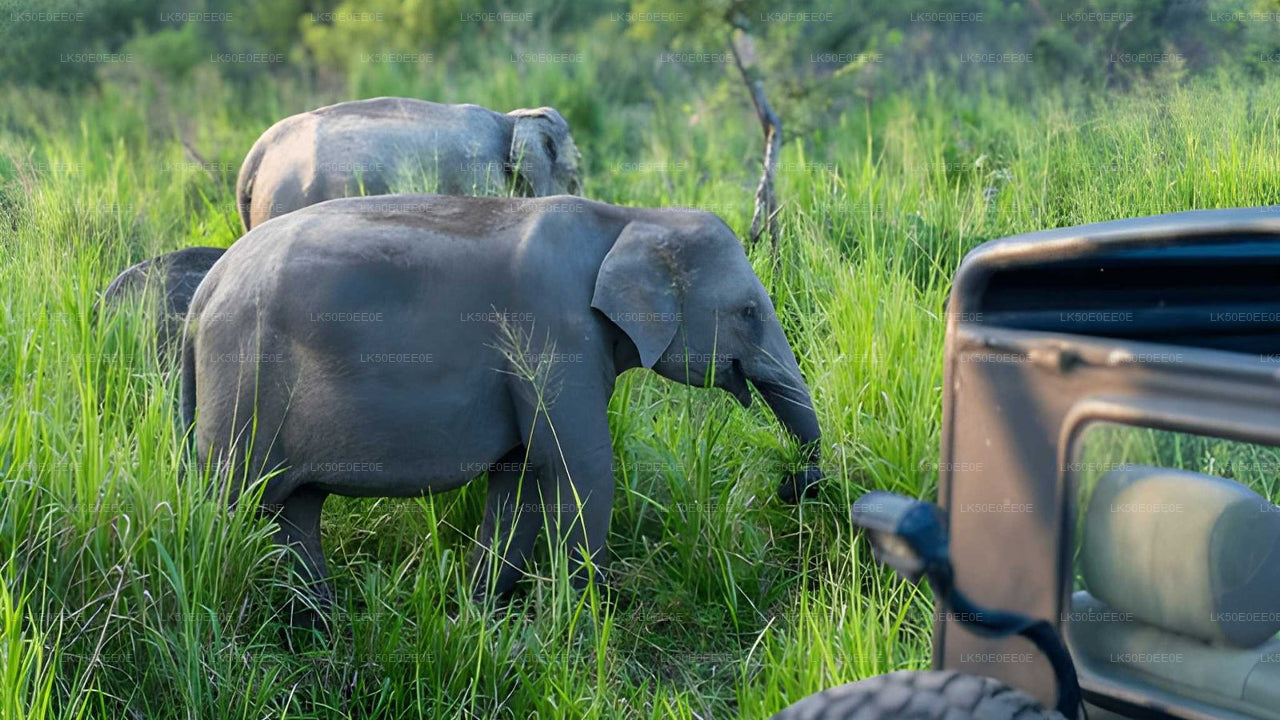 Safari privé dans le parc écologique Hurulu