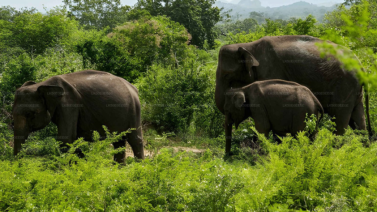 Safari privé dans le parc écologique Hurulu