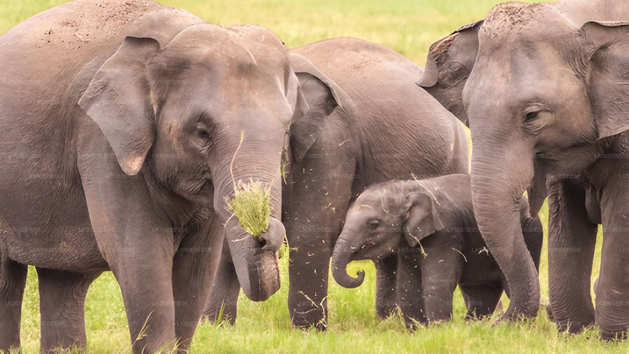 Safari privé dans le parc écologique Hurulu