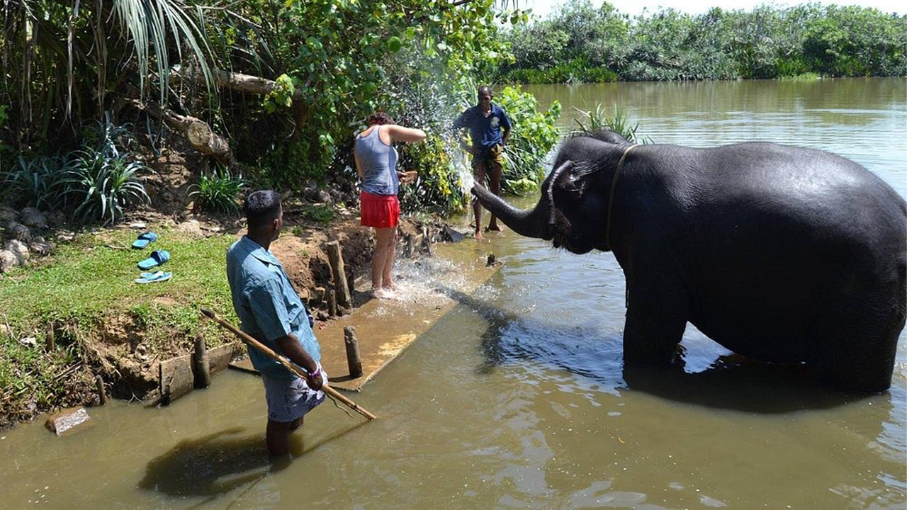 Promenade à dos d'éléphant au départ de Boossa