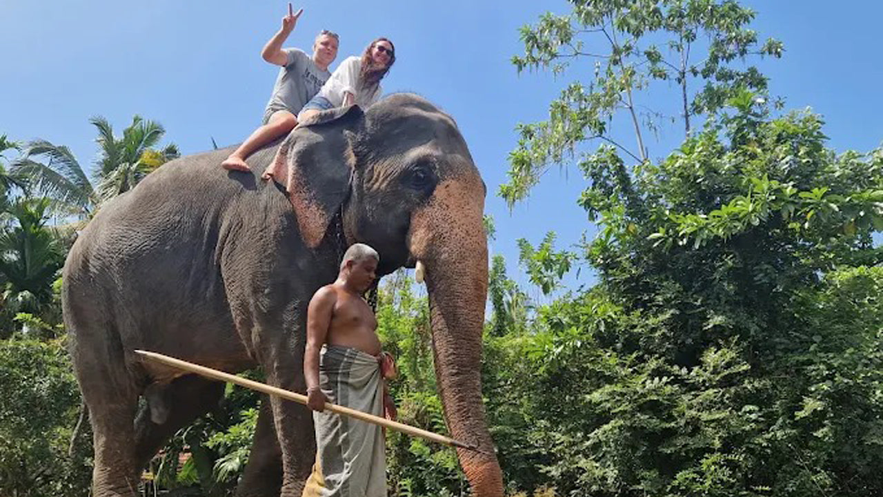 Promenade à dos d'éléphant au départ de Boossa