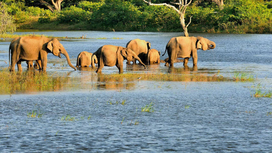 Safari privé dans le parc national de Bundala