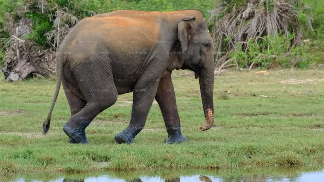 Safari privé dans le parc national de Bundala