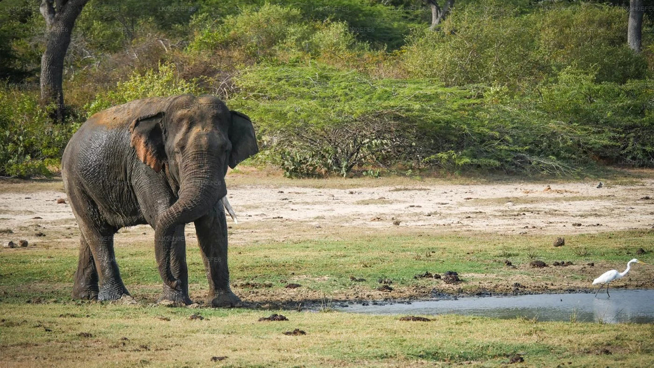 Safari privé dans le parc national de Bundala