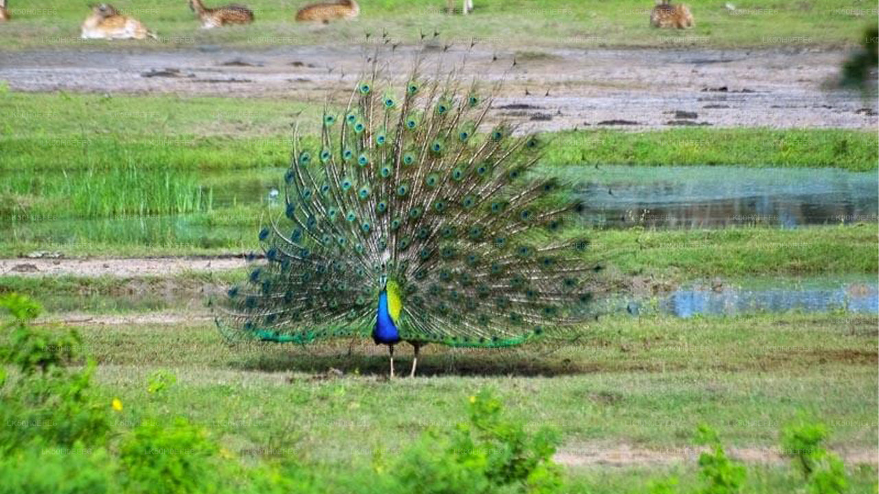 Safari privé dans le parc national de Bundala