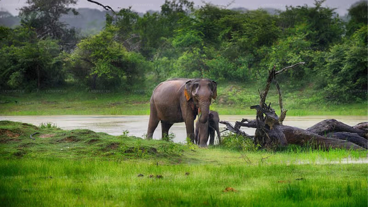 Safari privé dans le parc national de Bundala