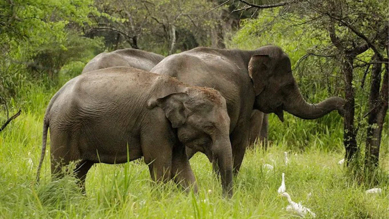 Safari privé au parc national de Wasgamuwa