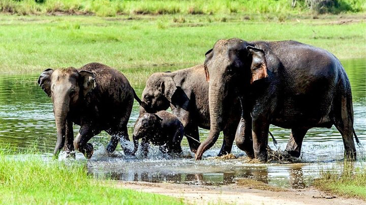 Safari privé au parc national de Wasgamuwa
