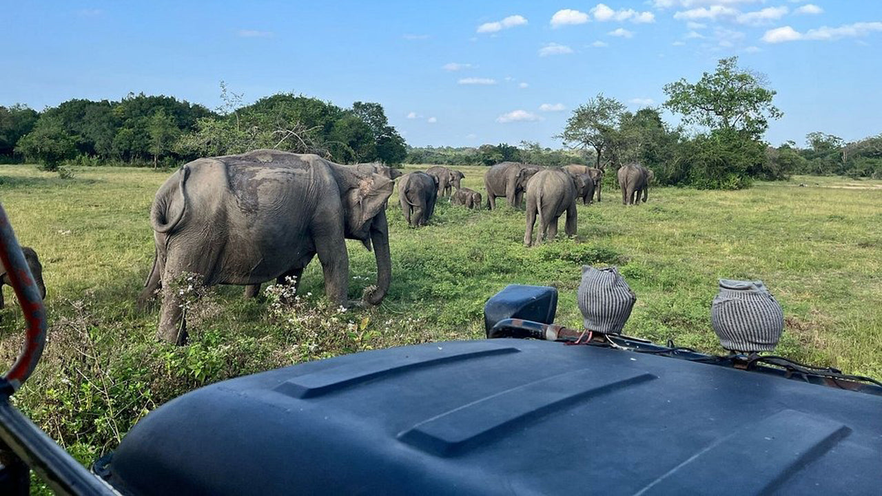 Safari privé au parc national de Wasgamuwa