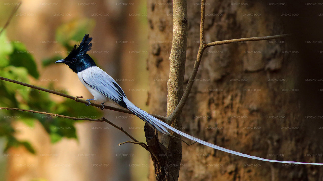 ALT text: Asian paradise flycatcher with a black head and long white tail perched on a tree branch in the forest.

