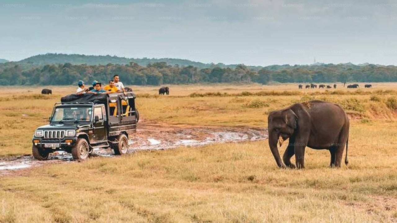Safari privé avec un naturaliste dans le parc national de Maduru Oya