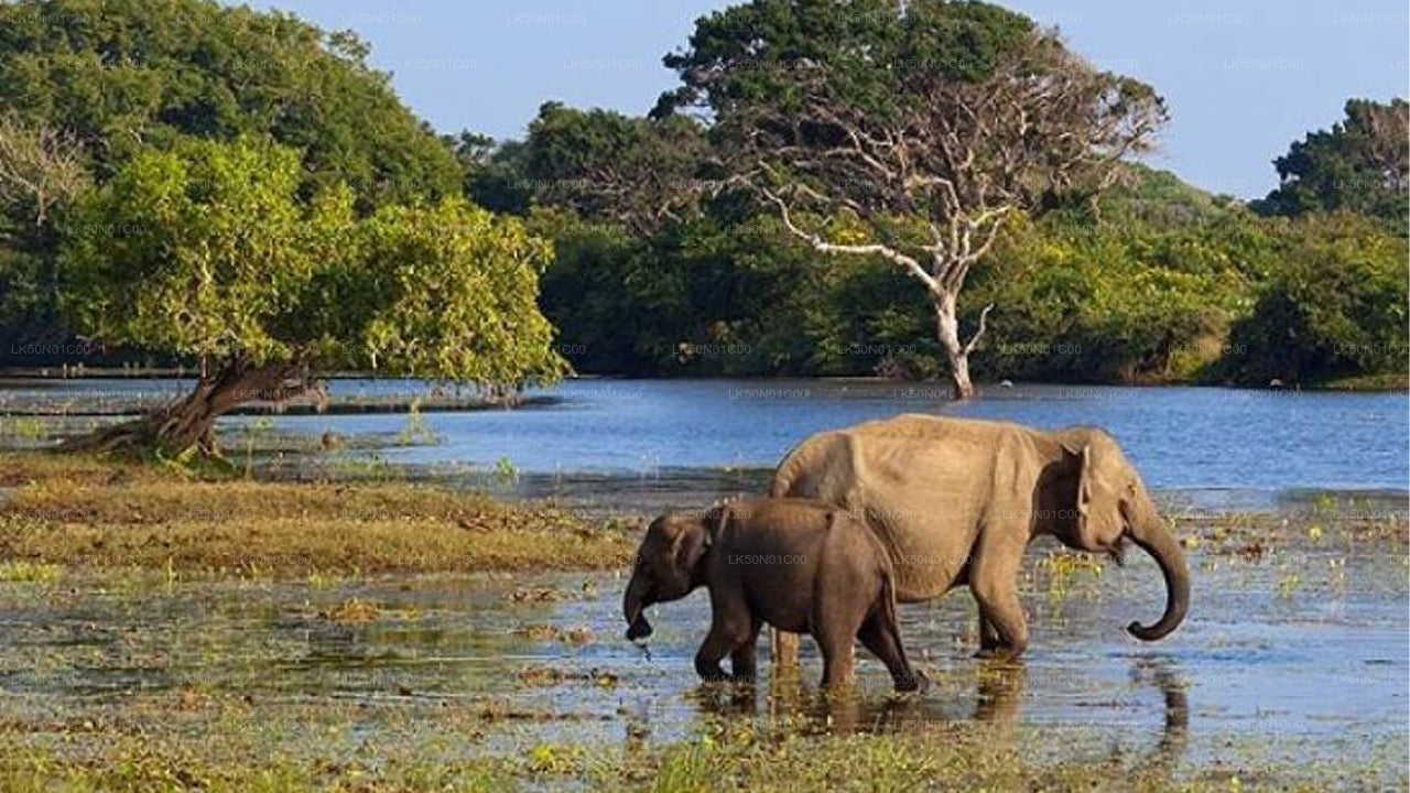 Safari privé avec un naturaliste dans le parc national de Maduru Oya