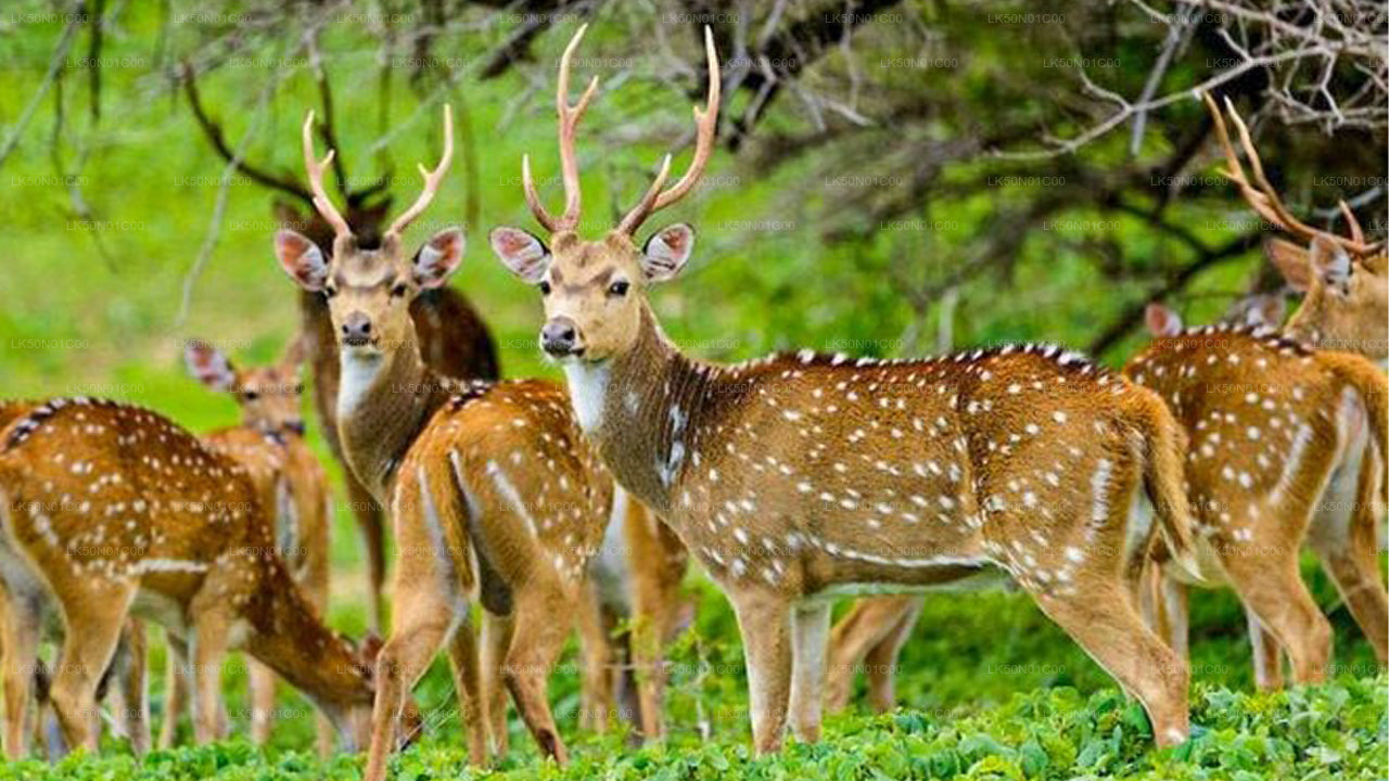 Safari privé avec un naturaliste dans le parc national de Maduru Oya