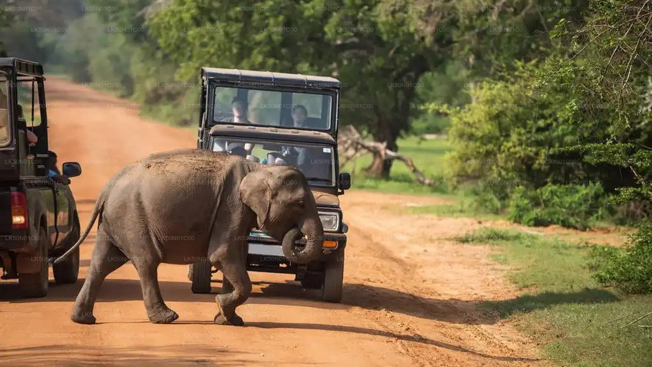 Safari privé avec un naturaliste dans le parc national de Maduru Oya