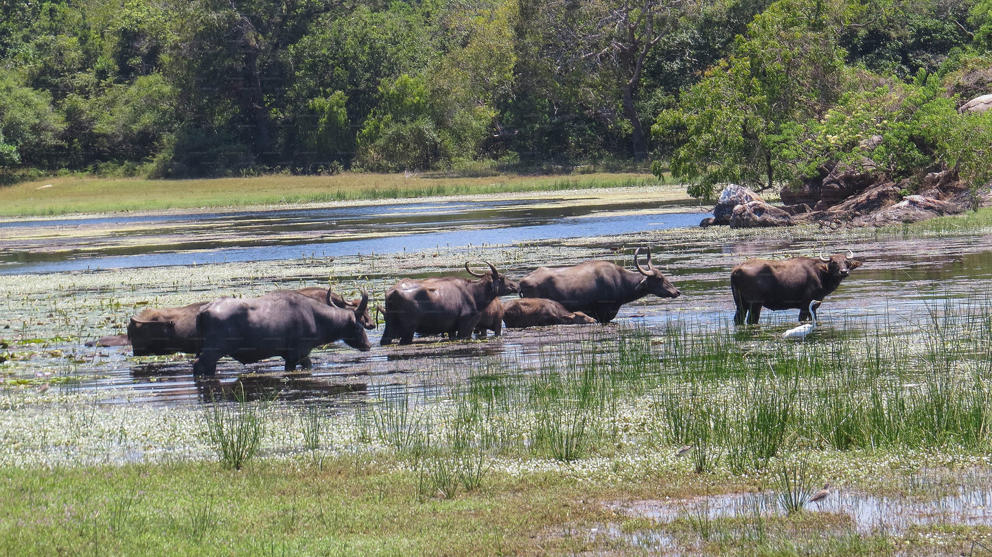 Safari privé avec un naturaliste dans le parc national de Maduru Oya
