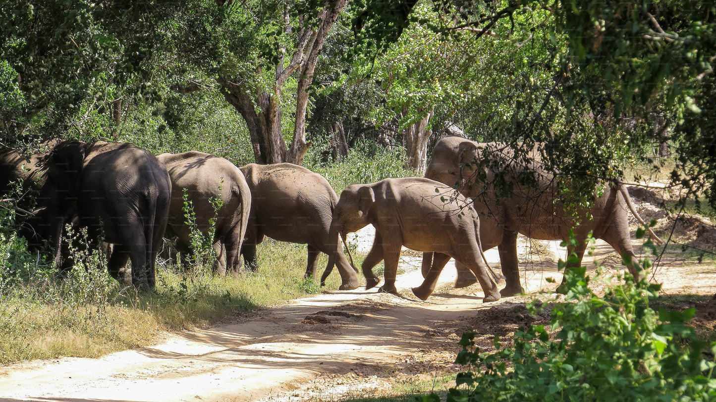Safari privé avec un naturaliste dans le parc national de Maduru Oya