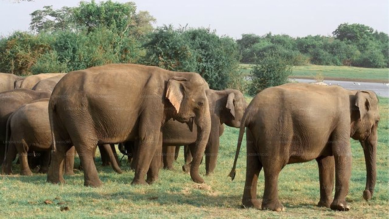 Safari privé avec un naturaliste dans le parc national de Maduru Oya