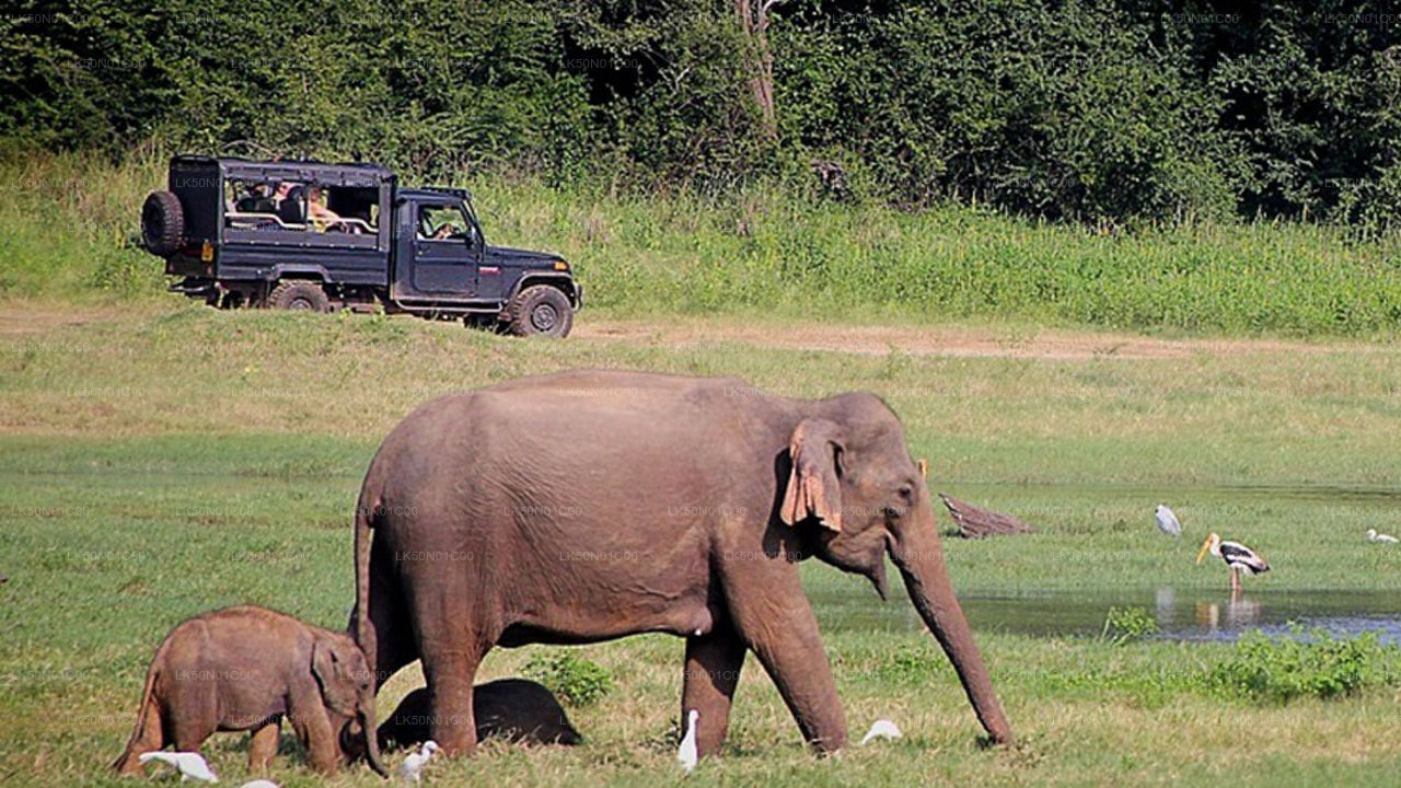 Safari privé avec un naturaliste dans le parc national de Maduru Oya