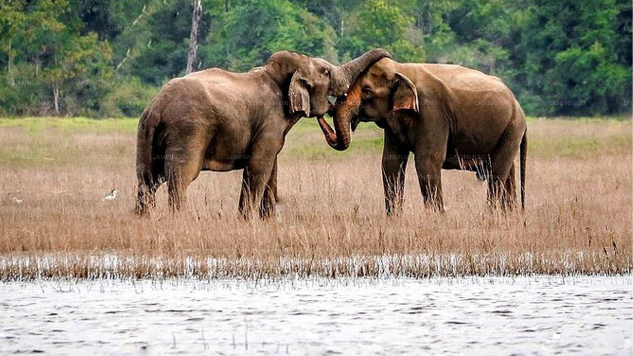 Safari privé avec un naturaliste dans le parc national de Maduru Oya