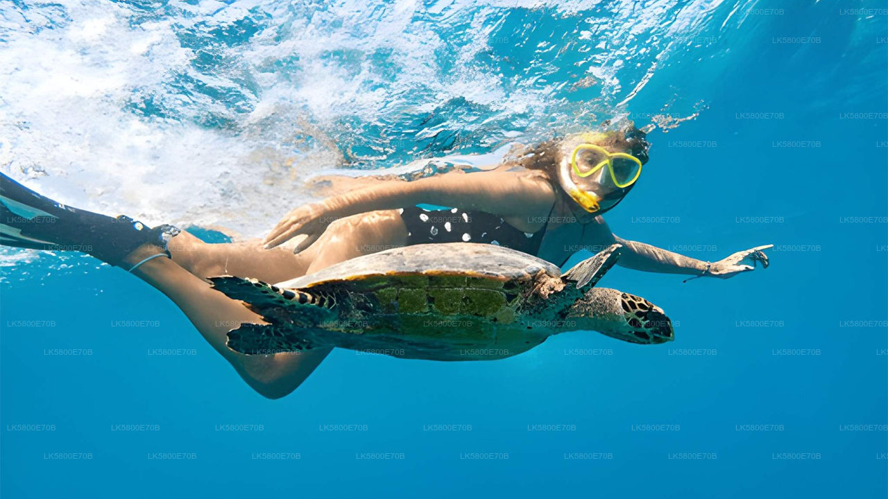 Plongée en apnée avec les tortues marines de l'île aux Pigeons