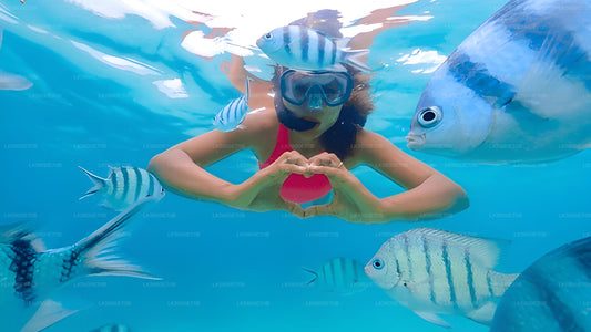 Plongée en apnée avec les tortues marines de l'île aux Pigeons