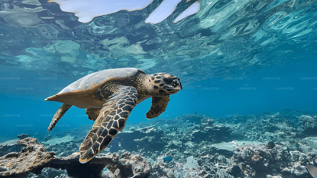 Plongée en apnée avec les tortues marines de l'île aux Pigeons