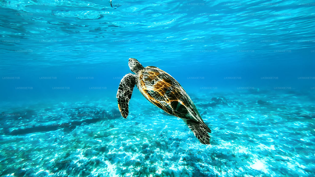 Plongée en apnée avec les tortues marines de l'île aux Pigeons