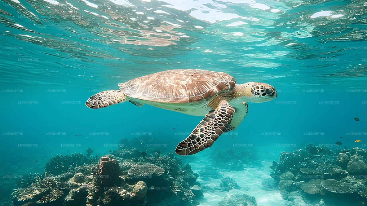 Plongée en apnée avec les tortues marines de l'île aux Pigeons