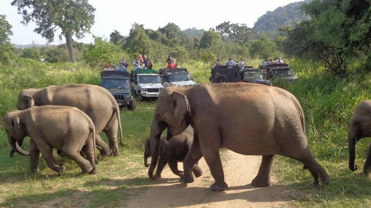 Excursion d'une journée au Hurulu Eco Park Safari au départ de Pasikuda