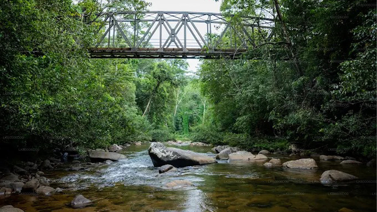 Visite guidée de la forêt tropicale de Sinharaja au départ de Kosgoda
