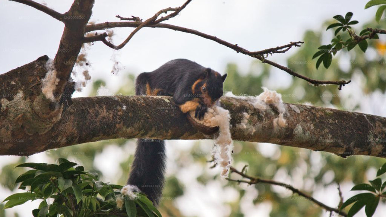 Visite guidée de la forêt tropicale de Sinharaja au départ de Kosgoda