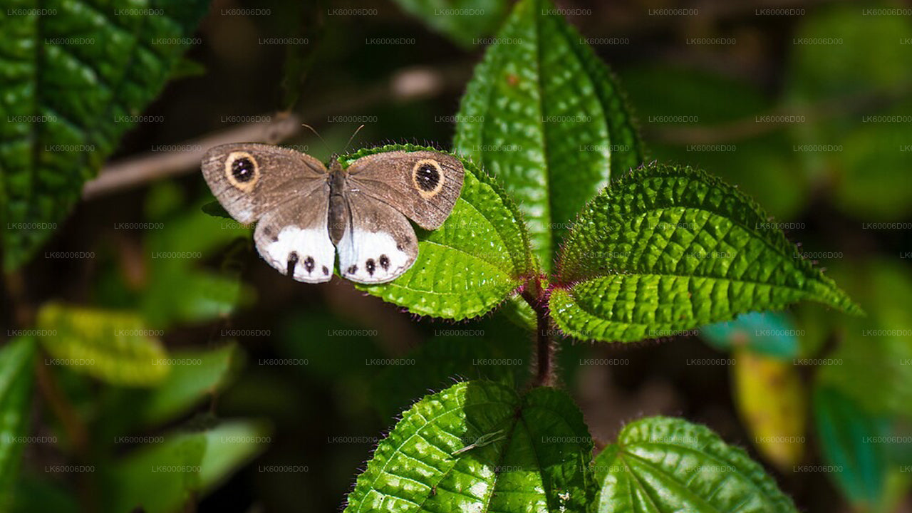 Visite guidée de la forêt tropicale de Sinharaja au départ de Kosgoda