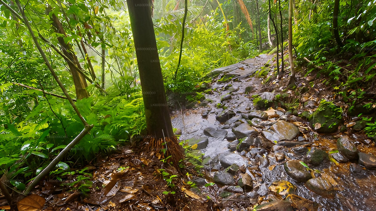 Visite guidée de la forêt tropicale de Sinharaja au départ de Kosgoda