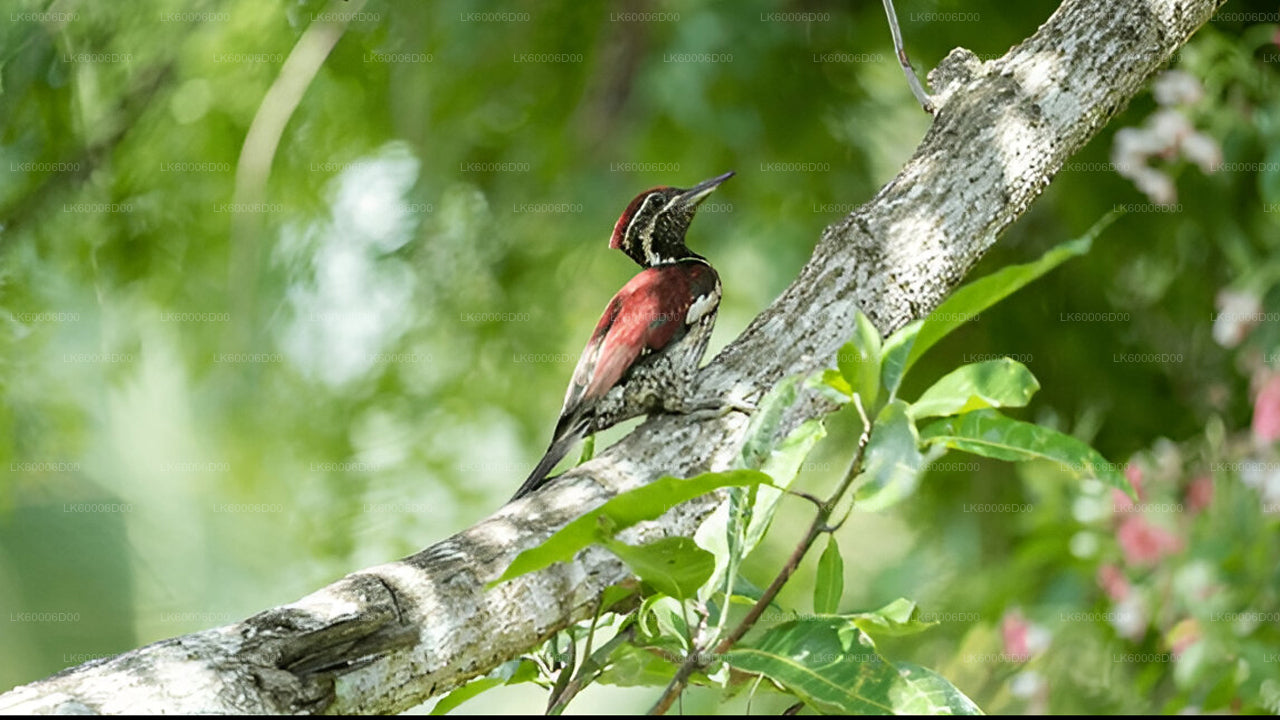 Visite guidée de la forêt tropicale de Sinharaja au départ de Kosgoda