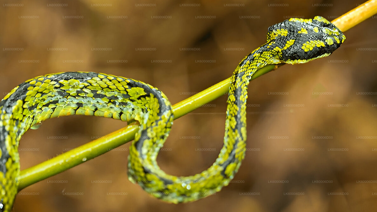 Visite guidée de la forêt tropicale de Sinharaja au départ de Kosgoda