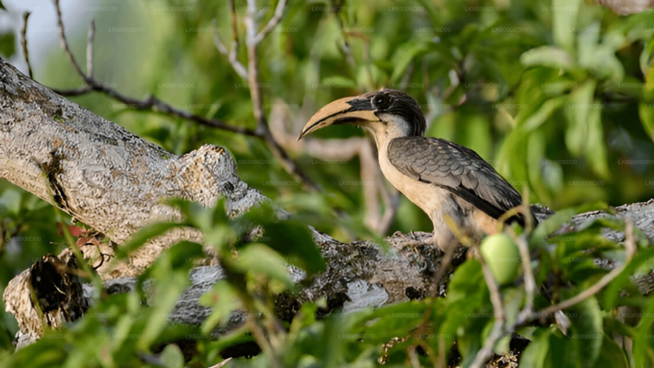 Visite guidée de la forêt tropicale de Sinharaja au départ de Kosgoda