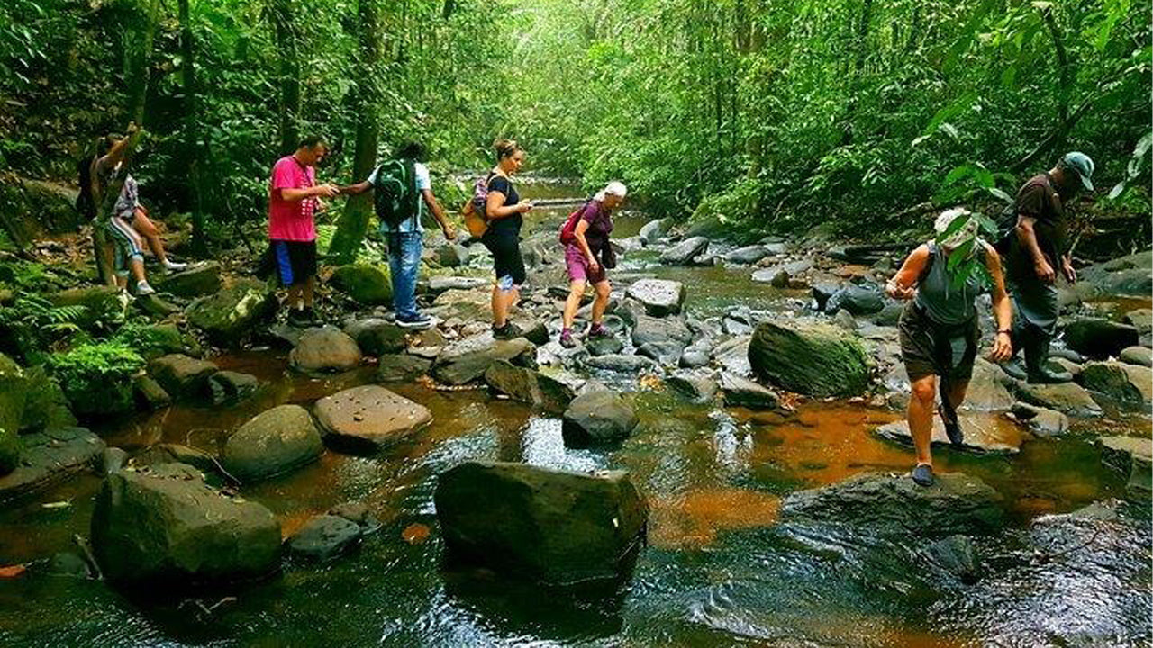 Excursion d'une journée dans la forêt tropicale de Sinharaja au départ d'Ahangama