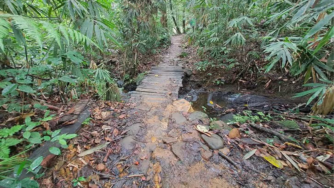 Excursion d'une journée dans la forêt tropicale de Sinharaja au départ d'Ahangama