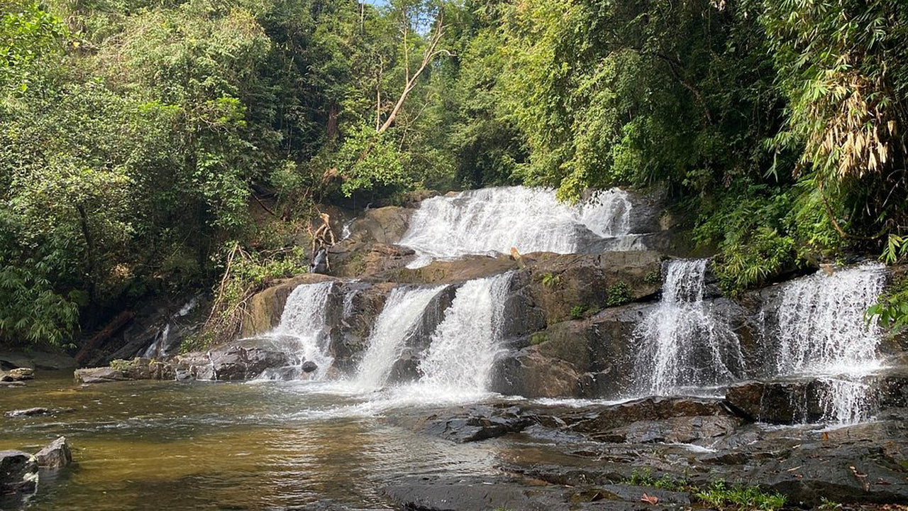 Excursion d'une journée dans la forêt tropicale de Sinharaja au départ d'Ahangama