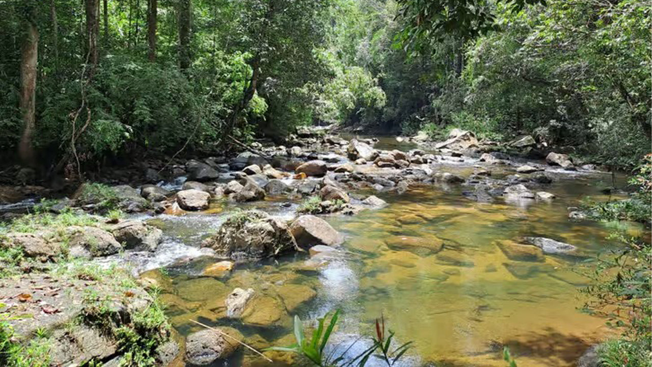 Excursion d'une journée dans la forêt tropicale de Sinharaja au départ d'Ahangama