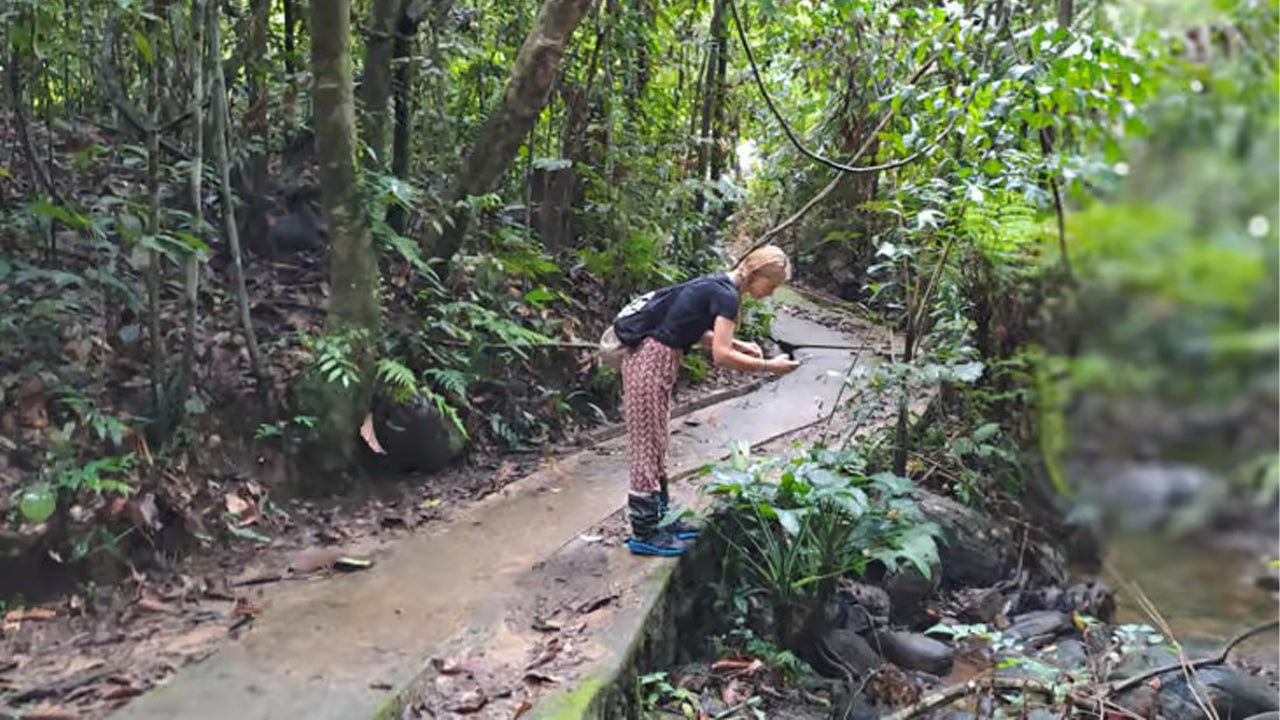 Excursion d'une journée dans la forêt tropicale de Sinharaja au départ d'Ahangama
