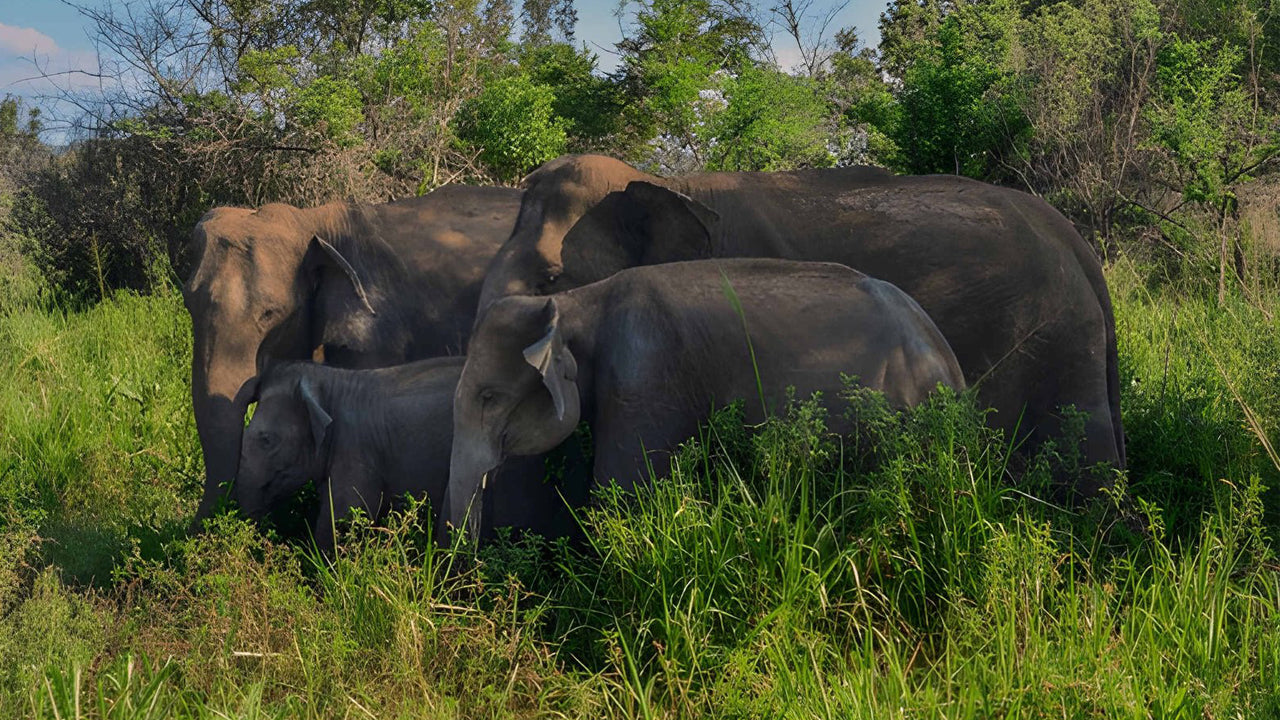 Sigiriya Rock, expérience du village et safari animalier au départ de Pasikuda