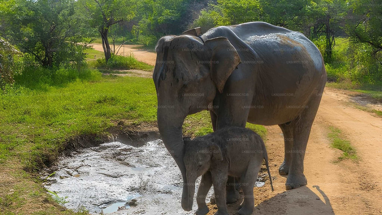 Sigiriya Rock, expérience du village et safari animalier au départ de Pasikuda