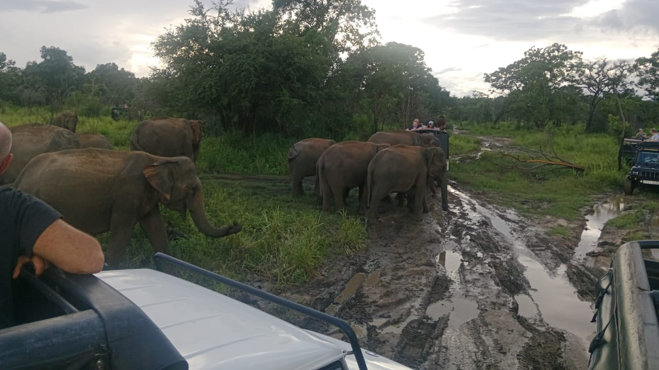 Polonnaruwa Heritage et Hurulu Eco Park Safari au départ de Pasikuda